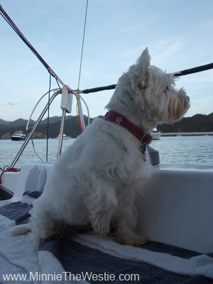 I wuff to keep watch on what's happening in the bay... mum calls me her Baywatch Babe! BOL!
