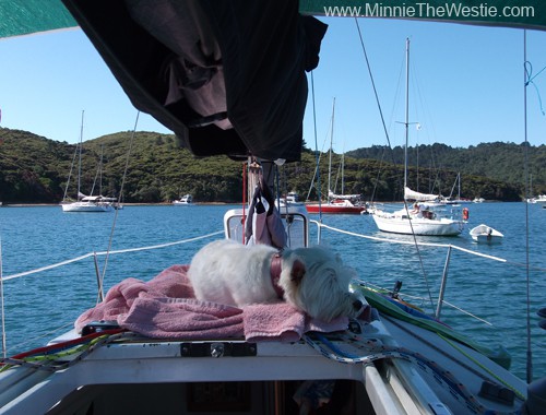 Ahoy! And welcome to my yacht! This is my favourite chillaxation spot when we're at anchor: it's nice 'n' shady, plus there's a great view. The breeze gently wafts over me, and I get to sniff all the latest sniffs!