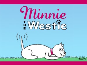 Minnie The Westie computer wallpaper
