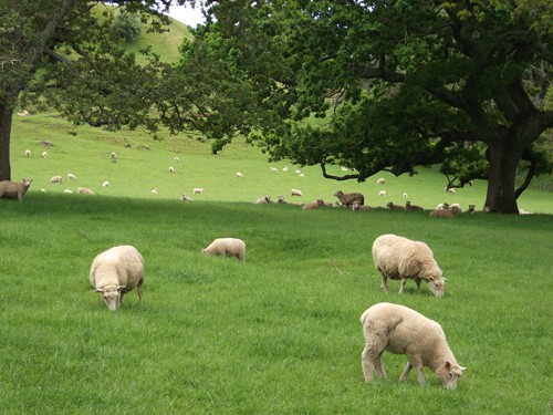 Sheep in Cornwall Park