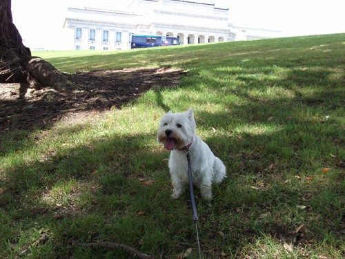 Minnie The Westie at the Wag n Walk