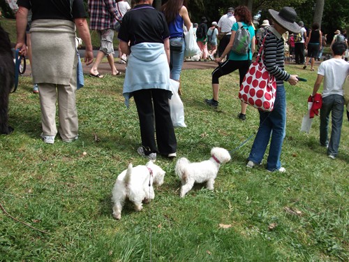 Minnie The Westie at the Wag n Walk, Auckland