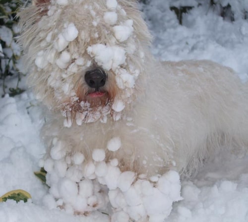 This is my cousin, Lady, in the snow in England!