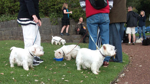 westie-walk1 After the walk, us doggies have a drink and mingle.