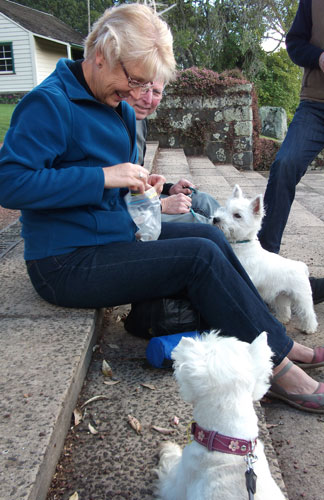 westie-walk2 I wonder if I can score some noms off this stranger? She looks very nice! :)