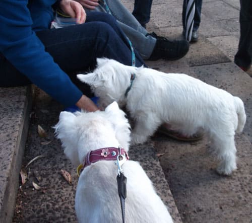 westie-walk3 Om nom nom! Thank you very much for the yummy snack, nice lady!