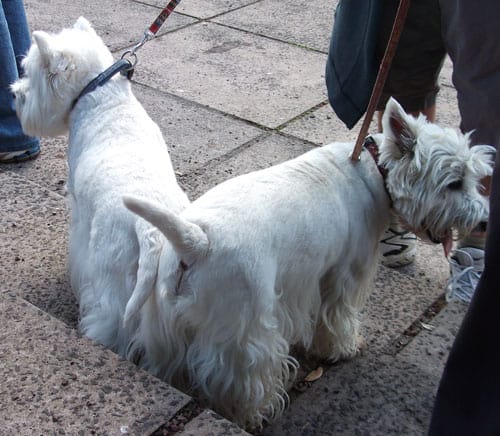 westie-walk4 I check out the butts of my new Westie furiends!