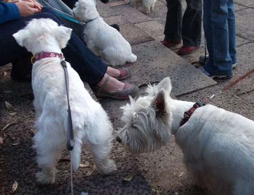 westie-walk5 ... And when I'm not looking, one of my new furiends checks out my butt! I don't mind, 'cos I've spotted a human with noms!
