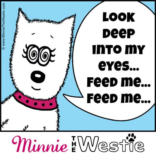 Westietude: Look deep into my eyes... feed me... feed me...