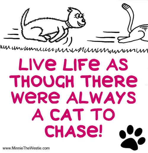 Life live as though there were always a cat to chase!
