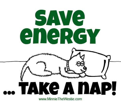 Minnie The Westie says: Save energy - take a nap!