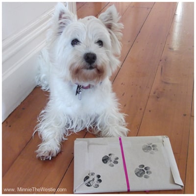 Minnie The Westie gives the pawcel her stamp of approval!