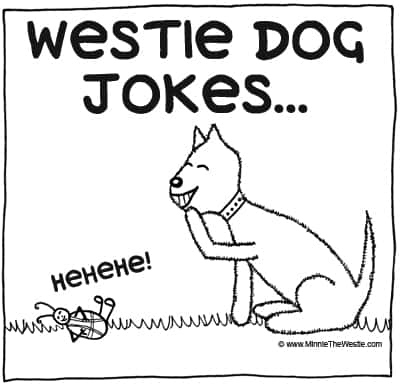Westie dog jokes