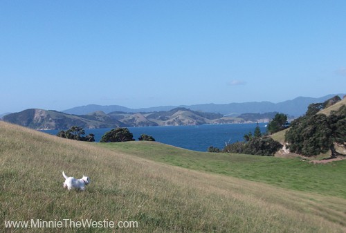 There are lots of hills for me to run down near this bay... pawfect for a Westie!