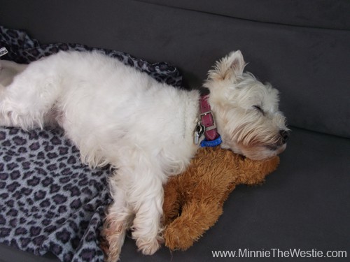 Phew, that was a big day! Lucky I have a nice comfy bunk in the cabin, and my teddy bear to use as a pillow. zzzzzz....