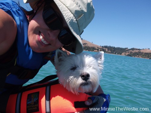 A life jacket is essential for kayaking dogs.