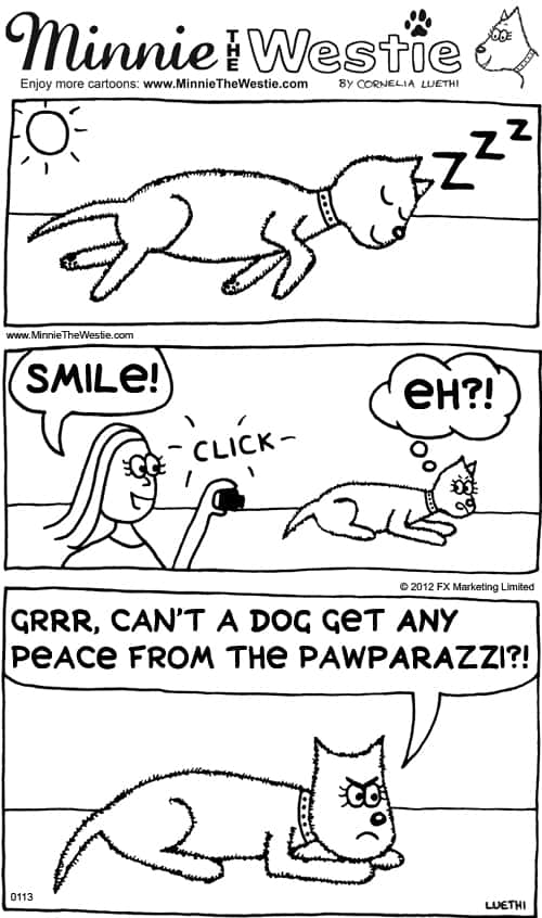 Minnie The Westie cartoon dog - pawparazzi pawroblems