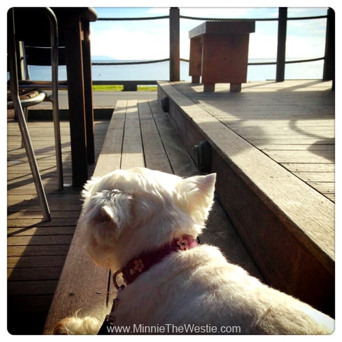Even the cafe down the road has a pawsome sea view!
