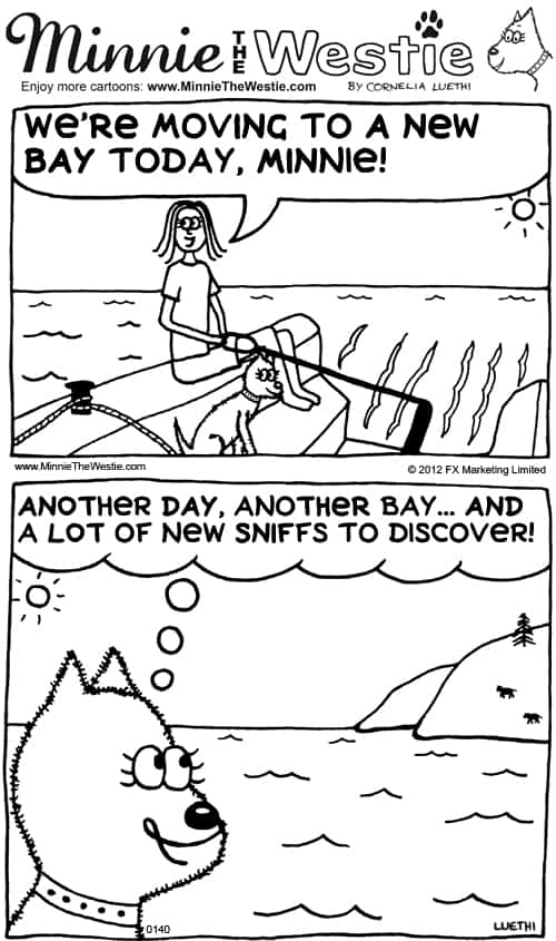 Minnie The Westie cartoon: minnie goes sailing to a new bay