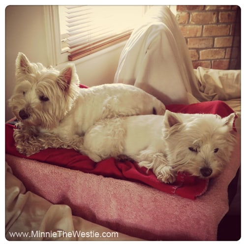 westies-sharing-a-bed