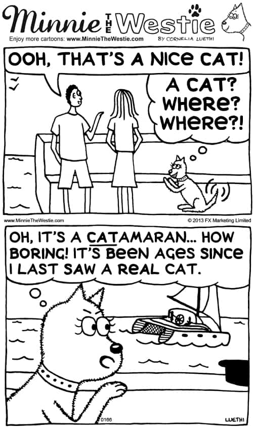Minnie The Westie cartoon - cat confusion
