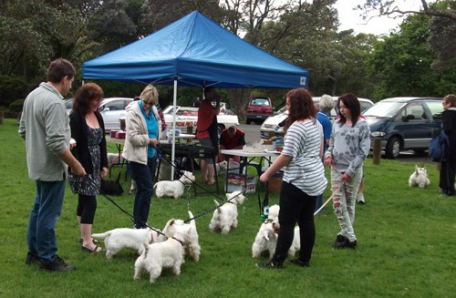 Westie Walk 2011