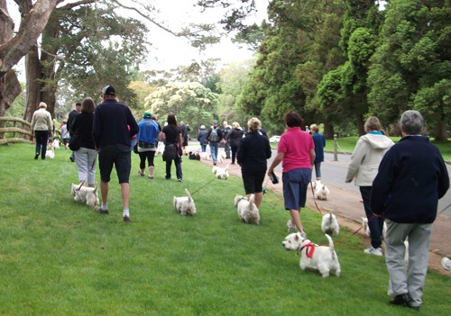 Westie Walk 2011