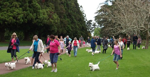 Westie Club Walk 2011