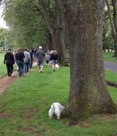 Westie Walk