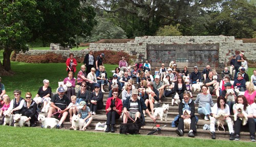 Westie Walk 2011