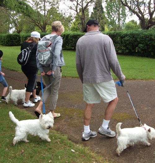 Westie Walk 2011