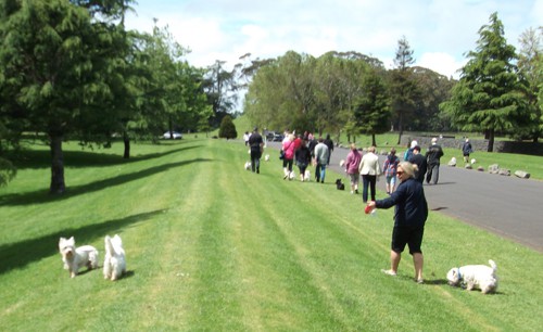 Westie Walk 2011