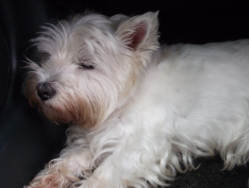 Tired westie