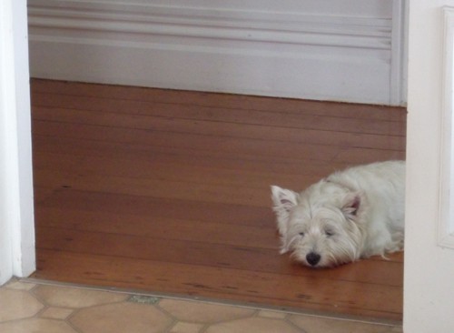 Tired Westie after Westie Walk