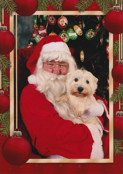 Minnie The Westie meets Santa