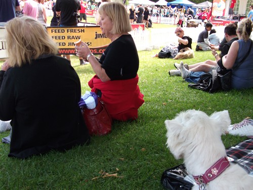 Minnie The Westie at the Wag n Walk
