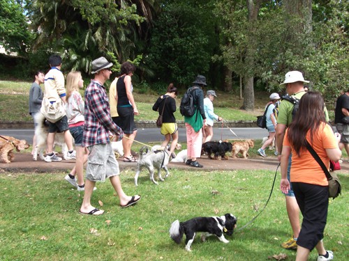 Minnie The Westie at the Wag n Walk, Auckland