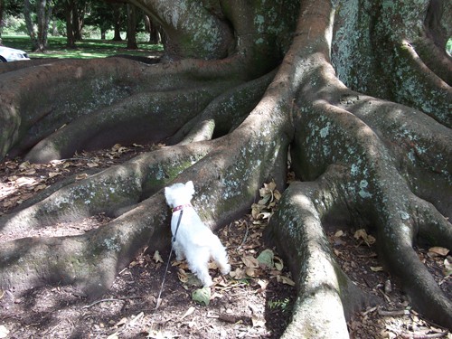 Minnie The Westie at the Wag n Walk