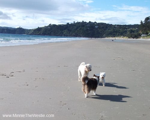 Meeting some wuffly new furiends on the beach.