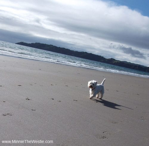 Yay, I love the beach!