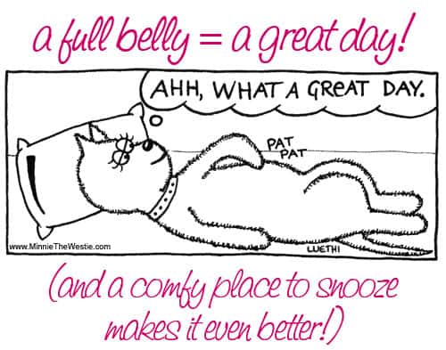 Westietude: a full belly = a great day!