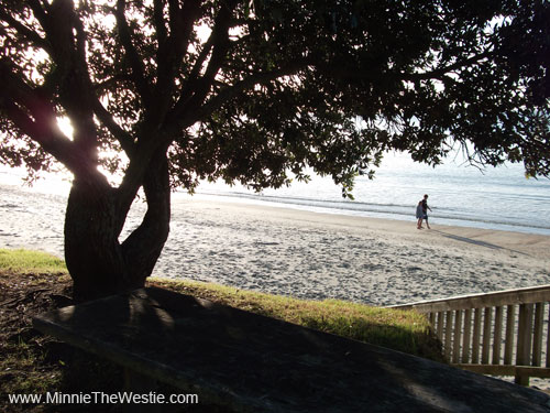 This is where we went: Onetangi Beach on Waiheke Island (New Zealand)... it's very pawretty!