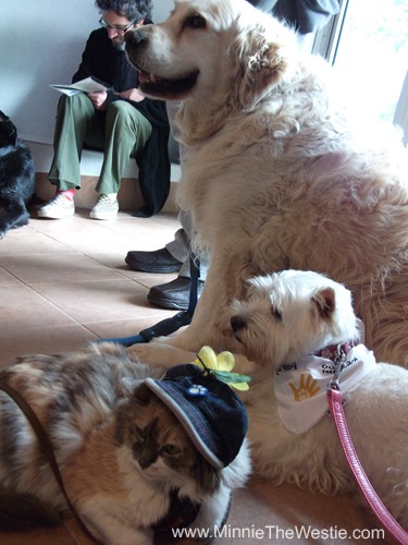 Here I am chilling out with some new furiends. The cat in the hat is called 'Lady' and I was absolutely fascinated by her!