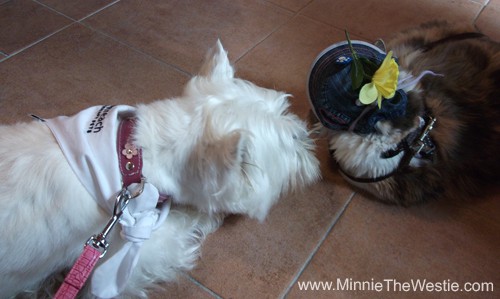 Here I am giving 'Lady', the cat in the hat, a good sniff. She didn't mind at all!