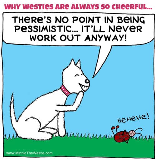 Westie cartoon: why are westies so cheerful