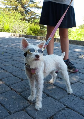 Jadis is wearing "doggles" dog sunglasses... too cute!