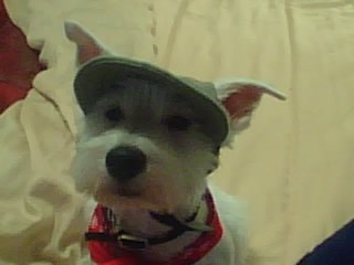 Sebastian is one very stylish Westie in his hat!