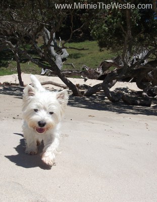 A few days later, we check out another beach. I love the soft, white sand, it's so nice under my paws!