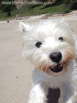 Running on this pawretty beach makes me smile! :)