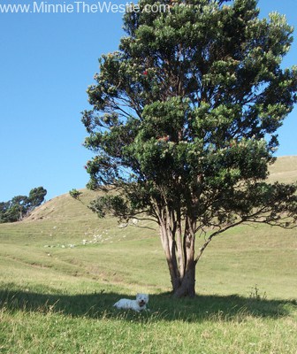 It's a hot day, and I find a nice shady tree to sit under. This is the life!